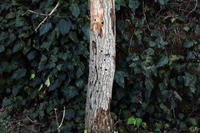 Turunçgil Uzun Antenli Böceği ile mücadele devam ediyor