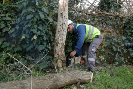Turunçgil Uzun Antenli Böceği ile mücadele devam ediyor