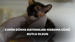 4 Ekim Dünya Hayvanları Koruma Günü kutlu olsun